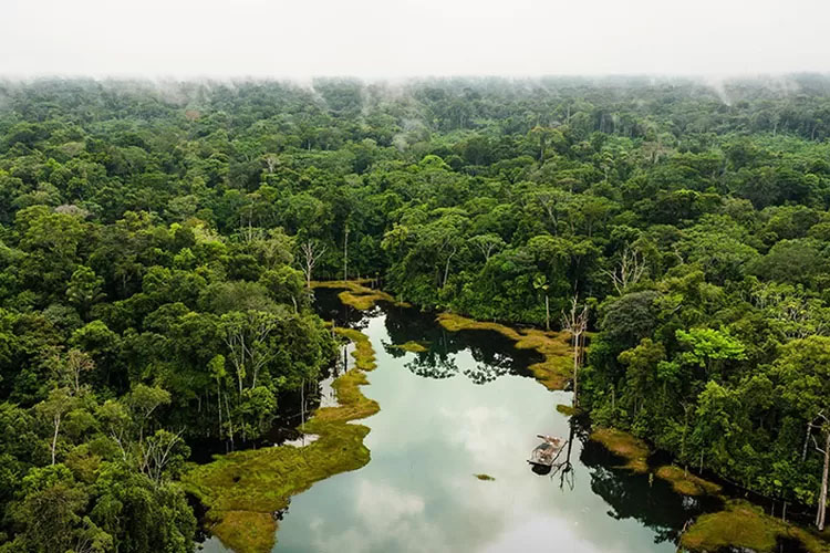 Hutan Amazon